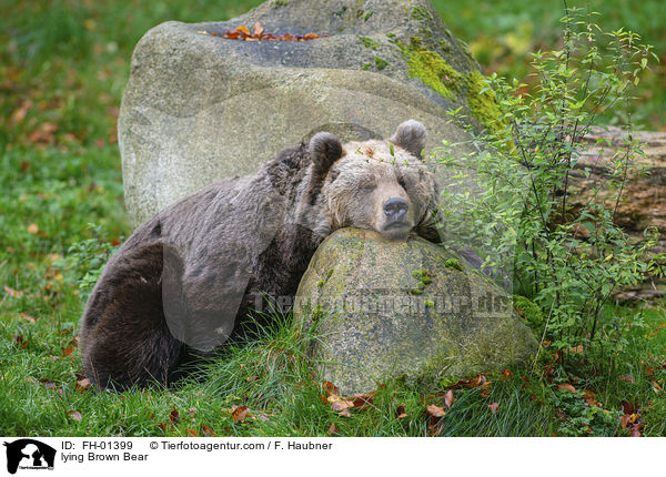 liegender Braunbr / lying Brown Bear / FH-01399