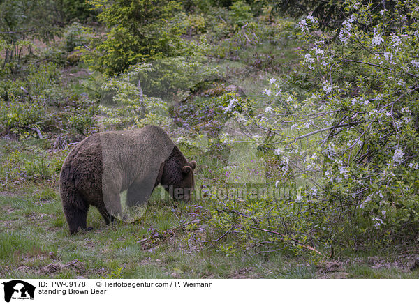 stehender Braunbr / standing Brown Bear / PW-09178