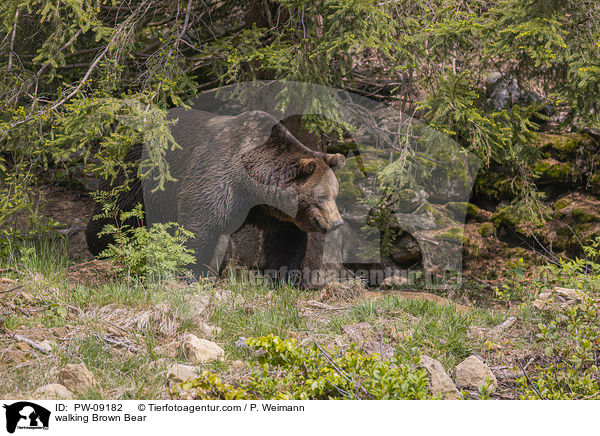 laufender Braunbr / walking Brown Bear / PW-09182