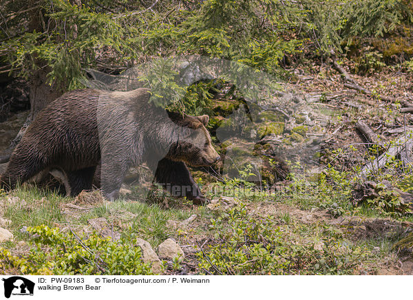 walking Brown Bear / PW-09183