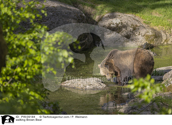 laufender Braunbr / walking Brown Bear / PW-09184