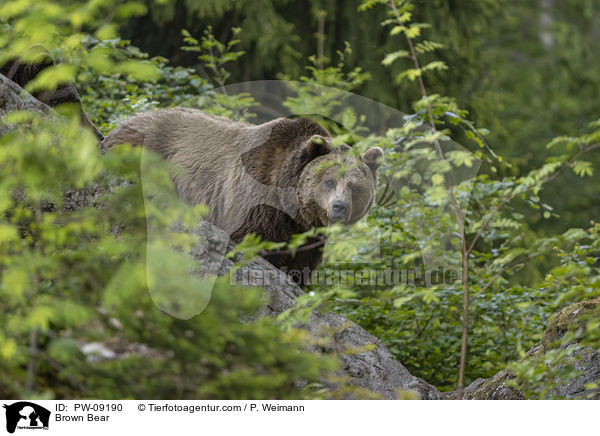 Braunbr / Brown Bear / PW-09190