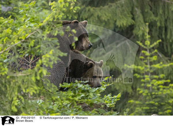 Braunbren / Brown Bears / PW-09191