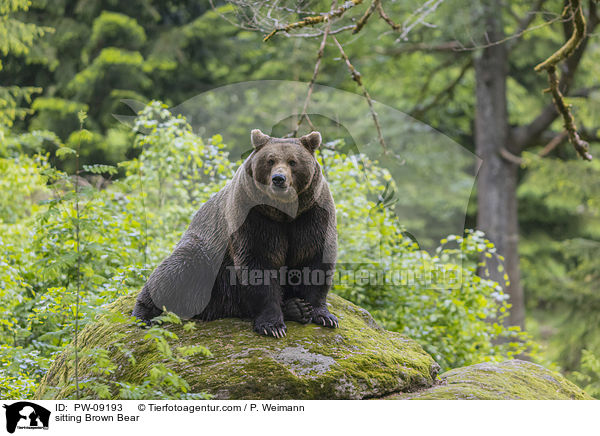 sitzender Braunbr / sitting Brown Bear / PW-09193