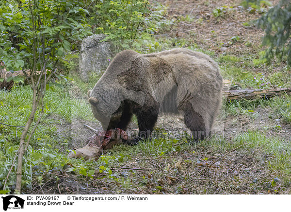 stehender Braunbr / standing Brown Bear / PW-09197