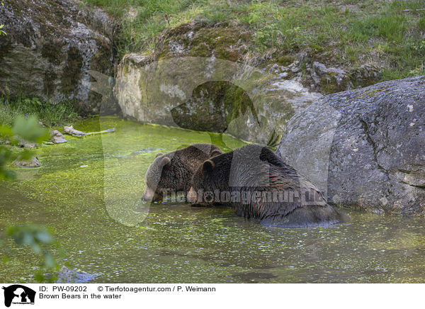 Braunbren im Wasser / Brown Bears in the water / PW-09202