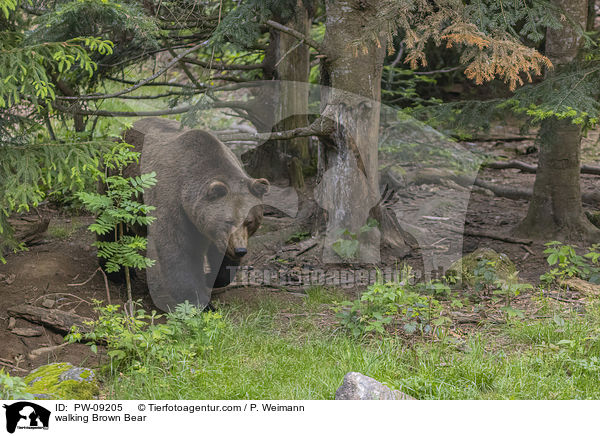 laufender Braunbr / walking Brown Bear / PW-09205