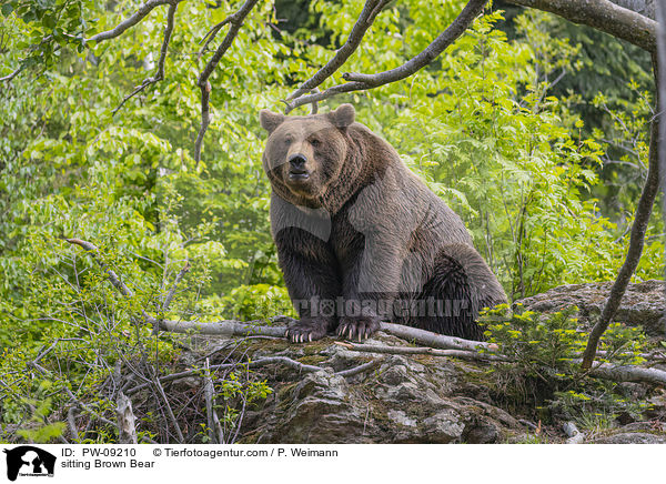 sitzender Braunbr / sitting Brown Bear / PW-09210