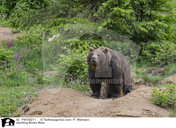 standing Brown Bear / PW-09211