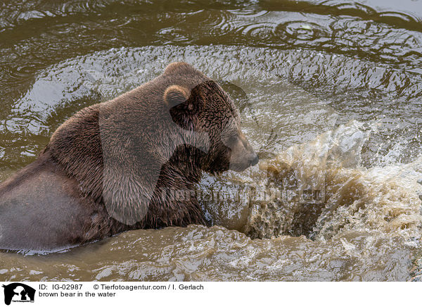 Braunbr im Wasser / brown bear in the water / IG-02987