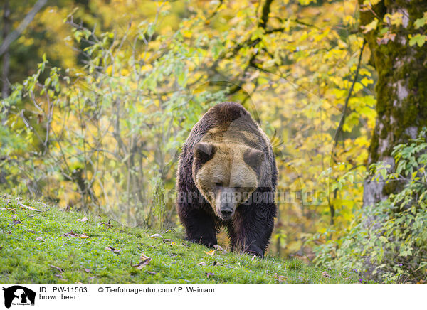 Braunbr / brown bear / PW-11563