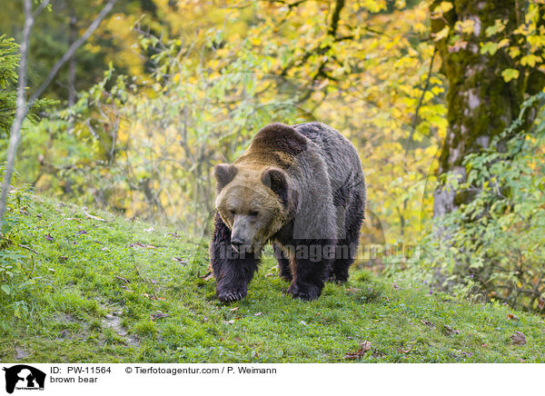 Braunbr / brown bear / PW-11564