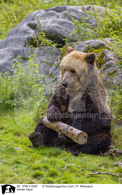 brown bear / PW-11565