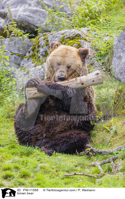 brown bear / PW-11566