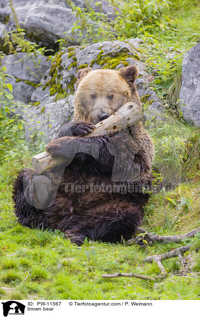 Braunbr / brown bear / PW-11567