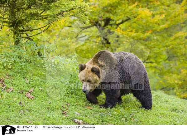 Braunbr / brown bear / PW-11572