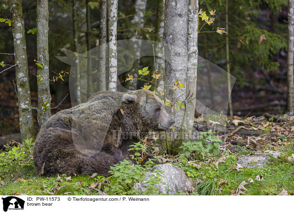 brown bear / PW-11573