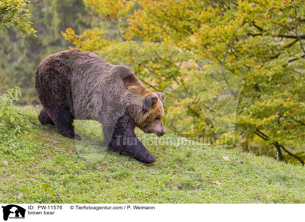 Braunbr / brown bear / PW-11576