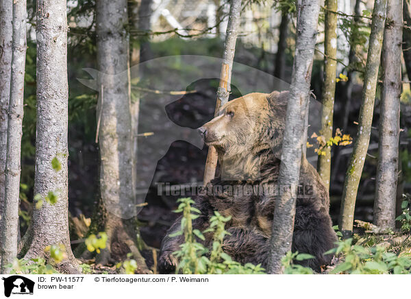 brown bear / PW-11577