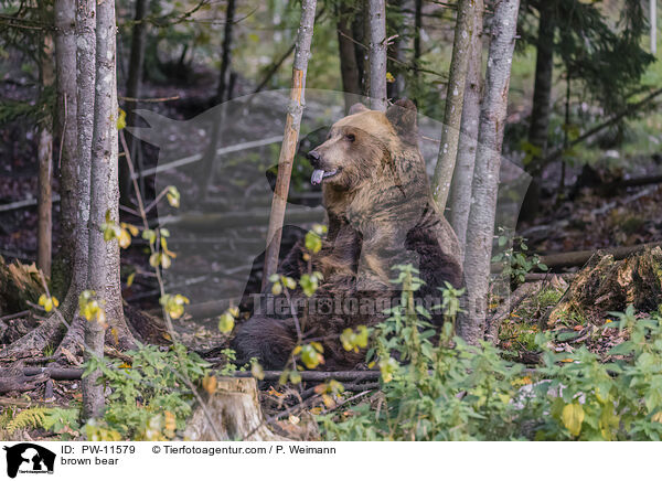 Braunbr / brown bear / PW-11579