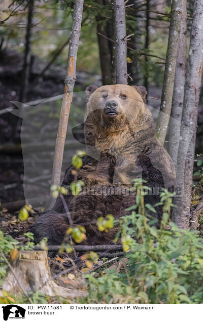 Braunbr / brown bear / PW-11581