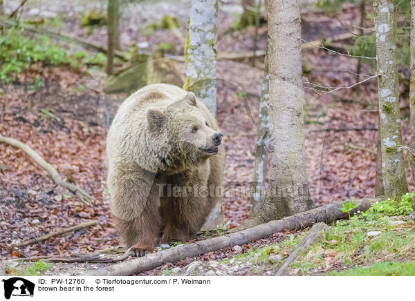 Braunbr im Wald / brown bear in the forest / PW-12760