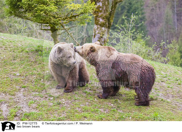 zwei Braunbren / two brown bears / PW-12775
