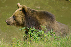 brown bear