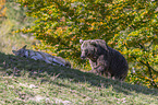 Brown bear meets wolf