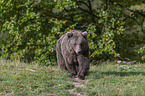 Brown Bear