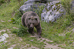 walking Brown Bear