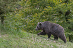 walking Brown Bear