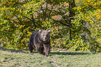 walking Brown Bear