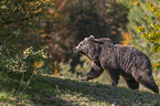 Brown Bear