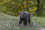 walking Brown Bear