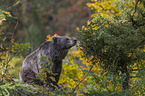 sitting Brown Bear