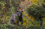 sitting Brown Bear