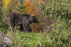 walking Brown Bear