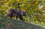 walking Brown Bear