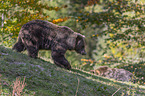 Brown Bear