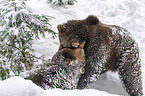 fighting Brown Bears