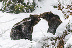 fighting Brown Bears