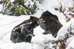 fighting Brown Bears