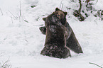 fighting Brown Bears