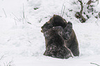 fighting Brown Bears