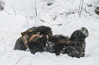 fighting Brown Bears