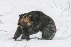 fighting Brown Bears