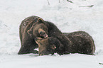 fighting Brown Bears