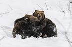 fighting Brown Bears