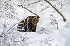 sitting Brown Bear